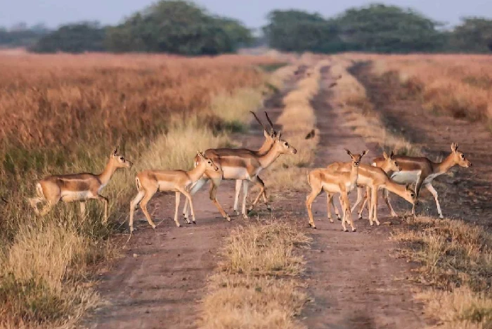 Gujarat Wildlife & National Parks: Explore Lions, Wild Ass, Blackbuck & Bird Sanctuaries