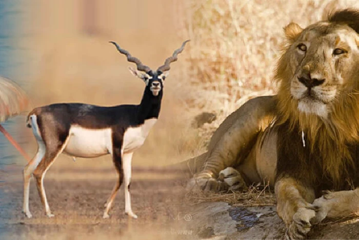 Gujarat Bird Watching & Eco Tourism: Best Birding Places in Gujarat