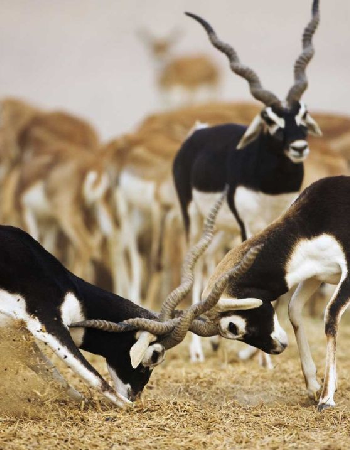 Blackbuck National Park – Velavadar