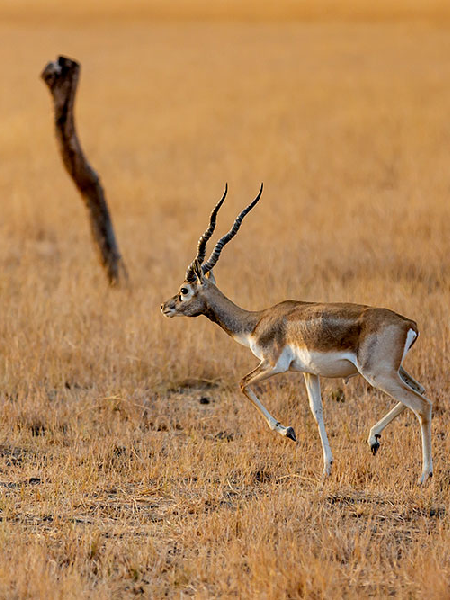 Blackbuck National Park – Velavadar