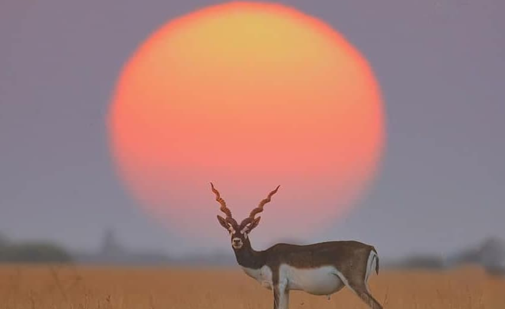 Blackbuck Trails