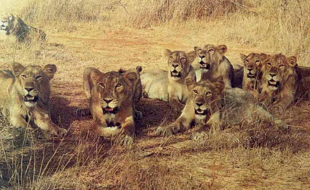 Wildlife & Birding Tour