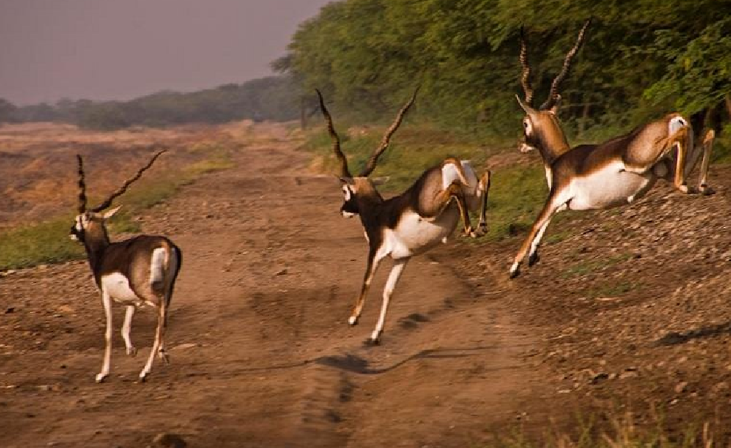 Gujarat Premium Tour